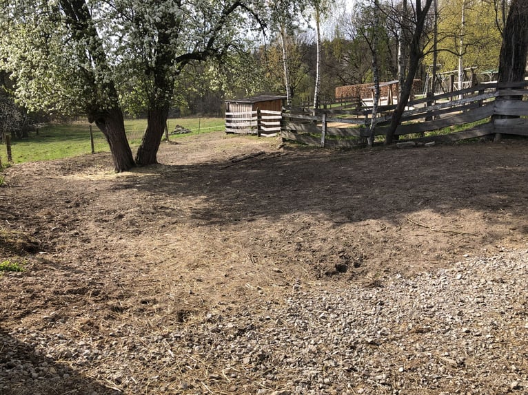 Offenstallplatz für tragende Stute