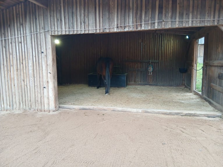 Offenstallplatz in 91187