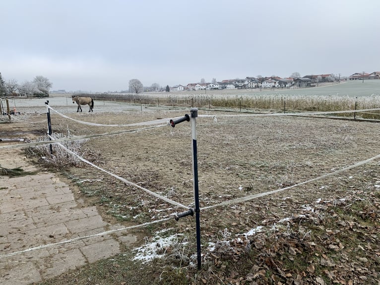 Offenstallplatz mit Herz 