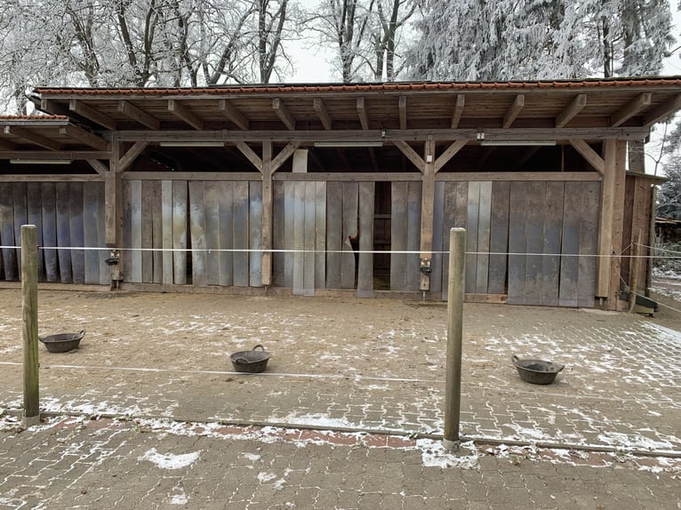 Offenstallplatz mit Herz 