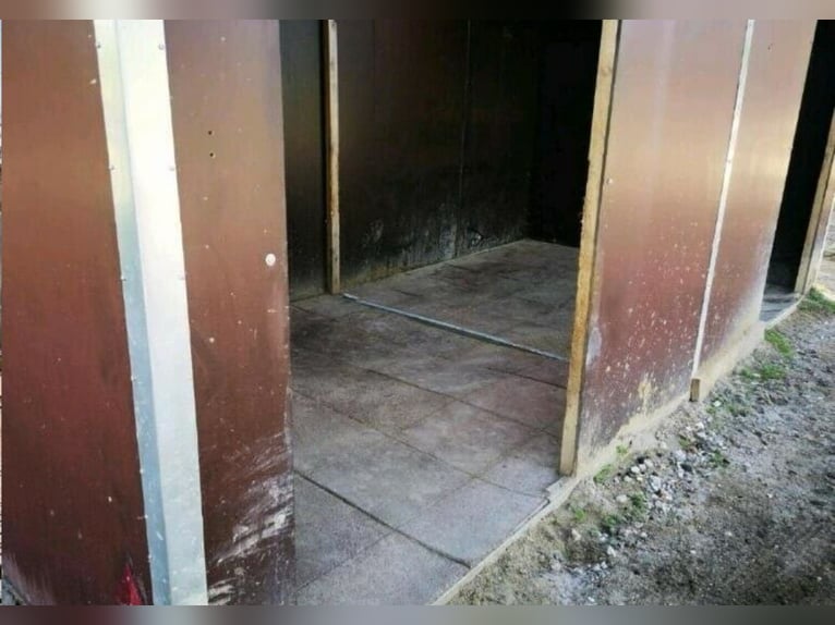 Offenstallplatz Offenstall mit Weiden Selbstversorger Wallach