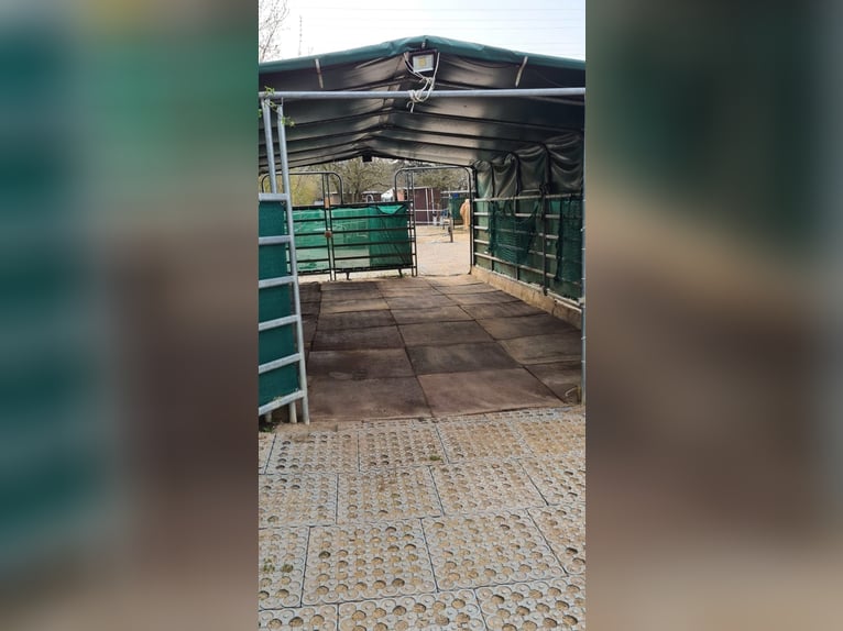 Offenstallplatz Offenstall mit Weiden Selbstversorger Wallach