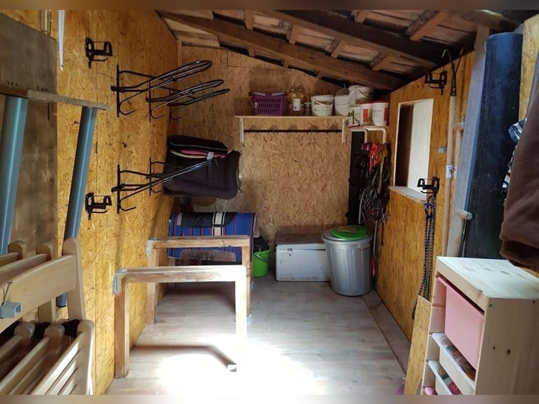 Offenstallplatz Offenstall mit Weiden Selbstversorger Wallach