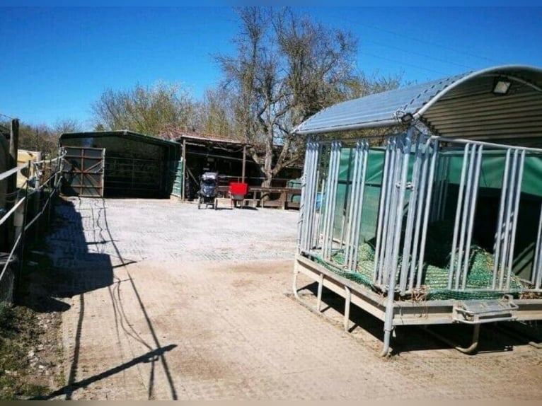 Offenstallplatz Offenstall mit Weiden Selbstversorger Wallach