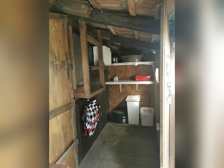 Offenstallplatz Offenstall mit Weiden Selbstversorger Wallach