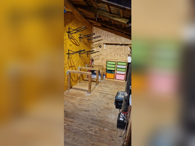 Offenstallplatz Offenstall mit Weiden Selbstversorger Wallach