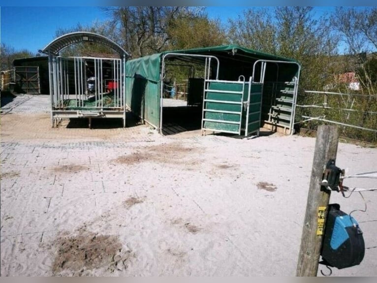 Offenstallplatz Offenstall mit Weiden Selbstversorger Wallach