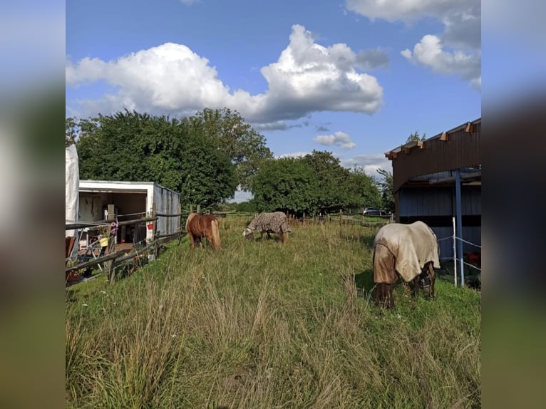 Offenstallplatz - Selbstversorger - Islandpferde - Allergiker und Rehegeeignet - bedampftes Heu