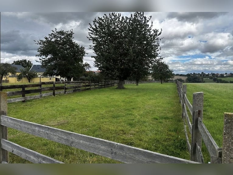 Offenstallplatz zu vergeben in familiärer Umgebung 