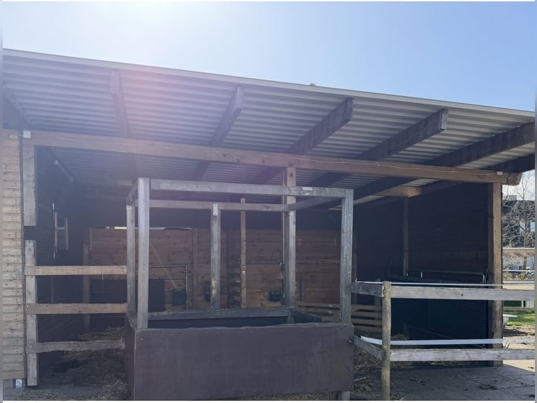 Ofrecemos nuestro establo abierto con acceso a una pista de equitación en alquiler.