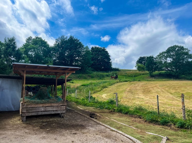 Paddock available for 3-4 horses