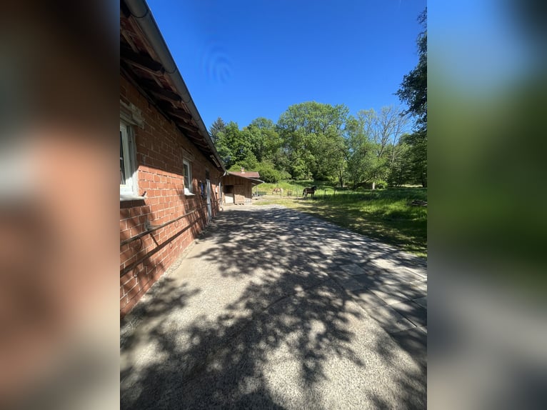 Paddock available for 3-4 horses