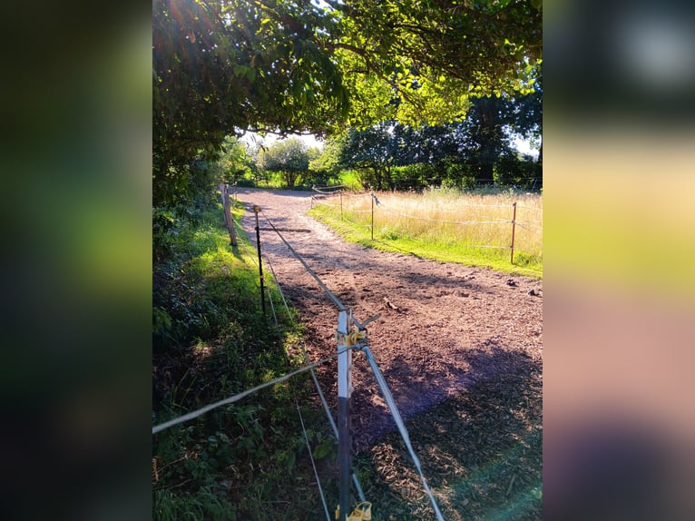 Paddock trail, pasture turnout space available