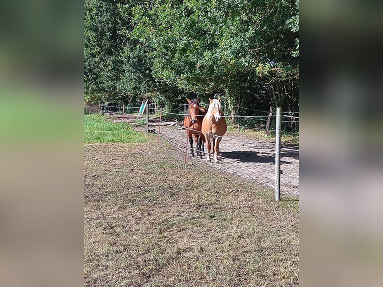 Paddock trail, pasture turnout space available