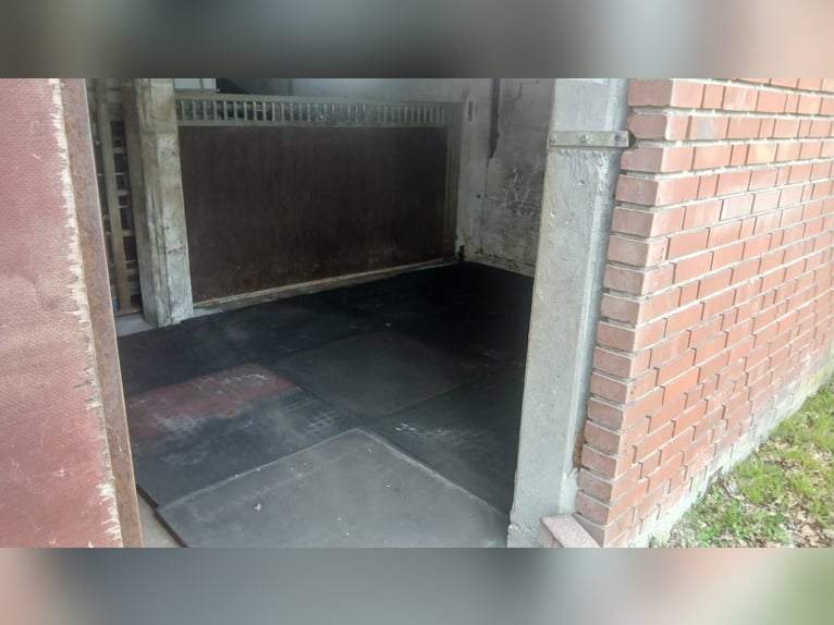 Pastoreo y espacio en establo para caballos mayores o pensionistas