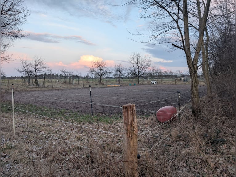 Pensión a campo abierto en Hollenstedt