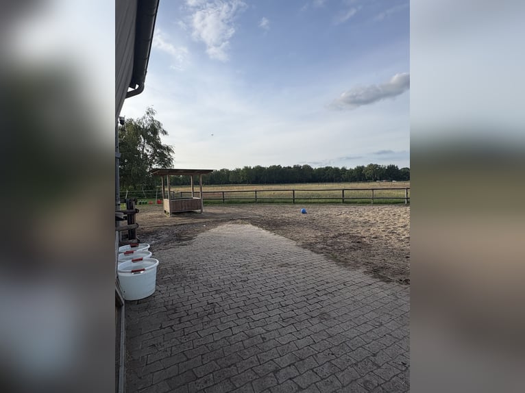 Pensión abierta / Caballo castrado busca compañía