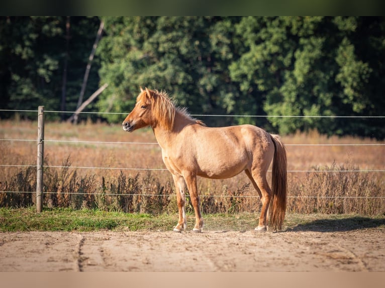 Pensión abierta para caballos jóvenes, retirados, destetados, semental, yegua, caballo