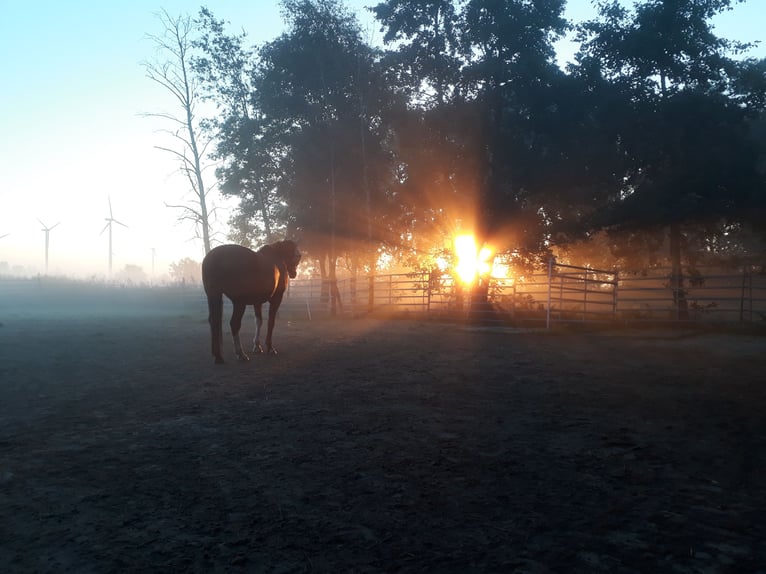 Pensión con acceso a pasto para caballos castrados en la costa del Norte