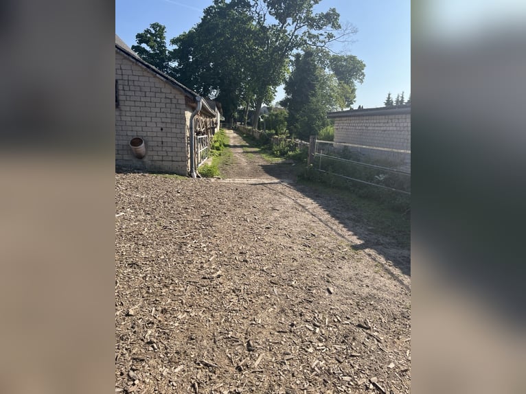 Pensión de caballos en paddock abierto apta para alérgicos, con pista de equitación para 4 caballos,