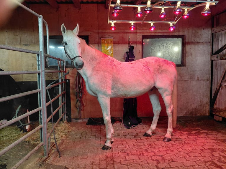 Pensión en la costa del Norte para caballos castrados con alergias, EPOC o asma