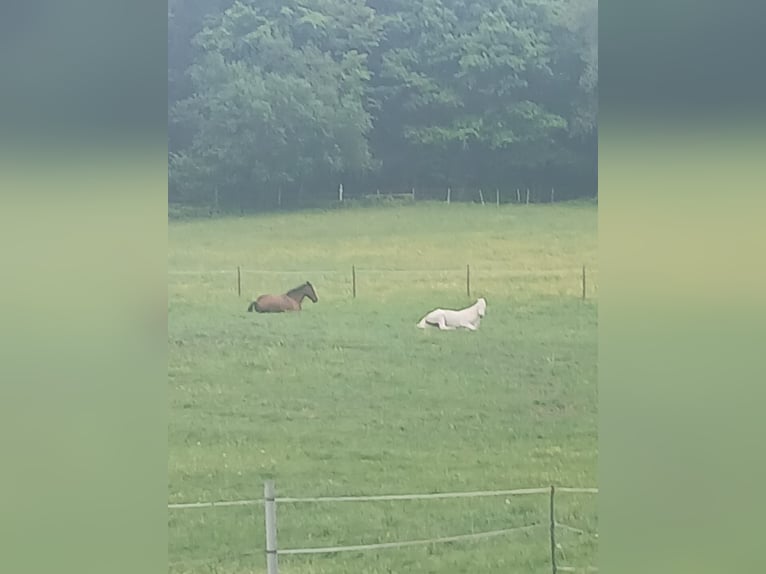 Pensión en paddock con varias caballerizas de verano