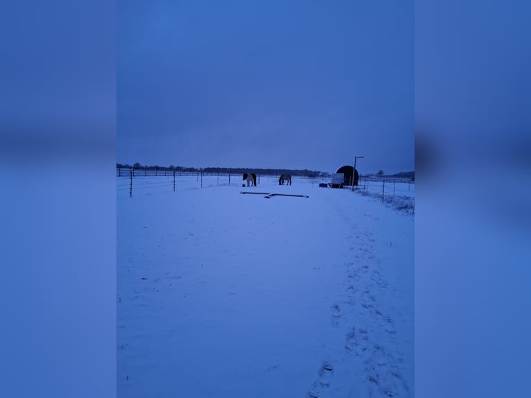 Pensión en paddock en 31535 Neustadt/OT Scharrel, compañero de establo, caballo castrado