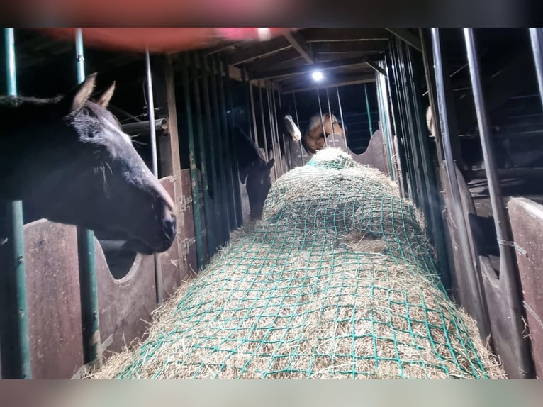 Pensión familiar en un hermoso entorno en la región de Eifel, ideal para caballos de ocio, pensionis