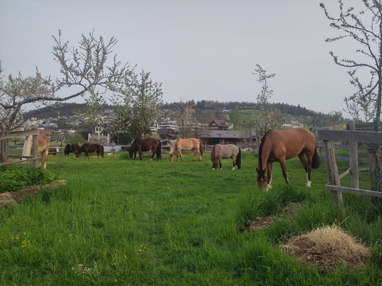 Pensionsplätze für Pferde in Horw frei ab August!