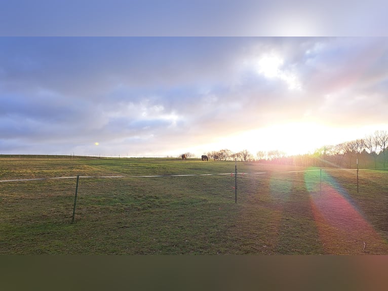Pequeña cuadra de paddock busca un equipo amistoso de persona y caballo
