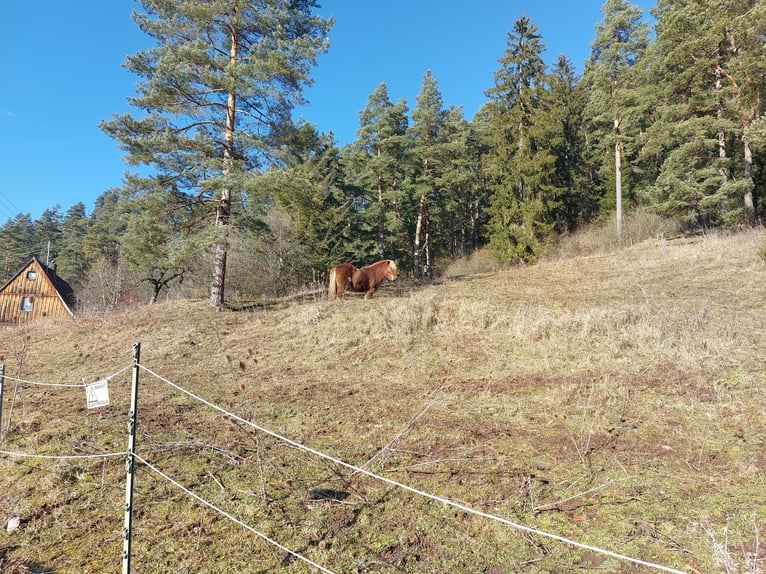 Platz für ein Islandpferd