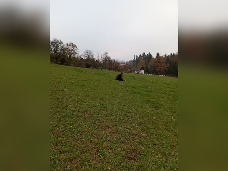 Platz im Offenstall mit großen Weideflächen und Reithalle 