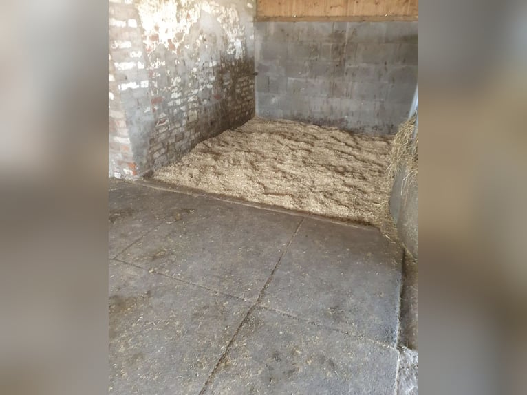 Plaza disponible de inmediato en estabulación abierta para un caballo castrado.