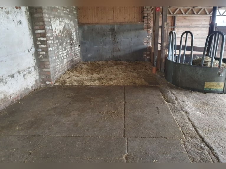 Plaza disponible de inmediato en estabulación abierta para un caballo castrado.