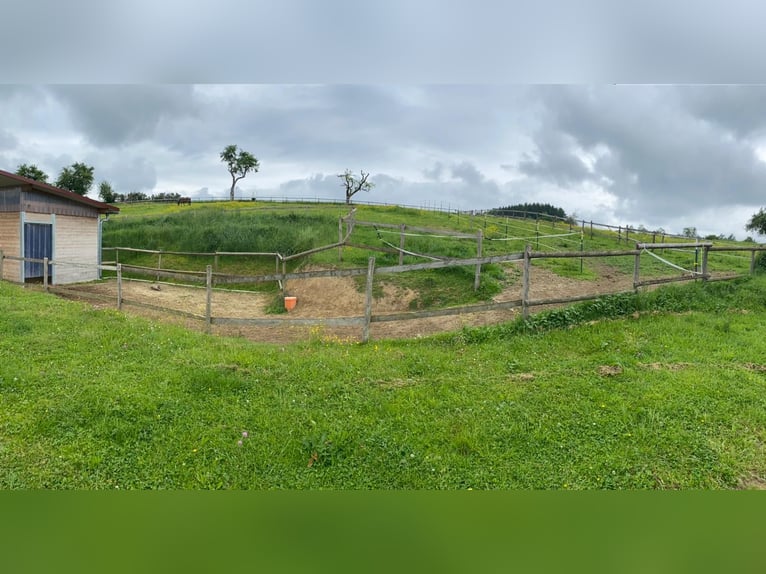 Plaza disponible en establo abierto (grupo de 2 caballos)