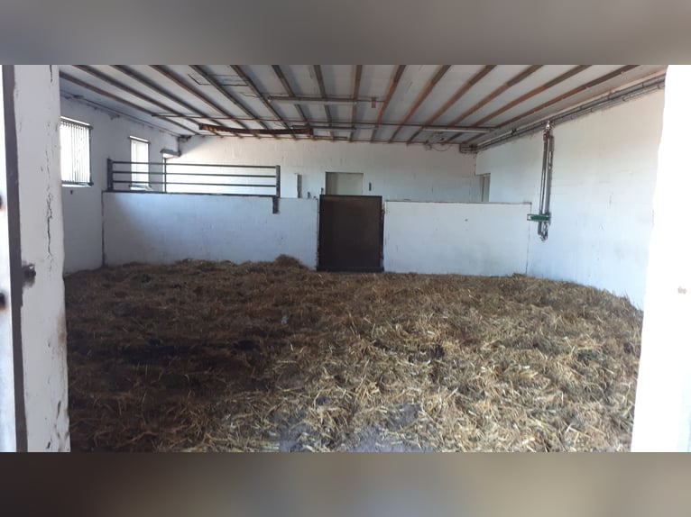 Plazas de paddock disponibles