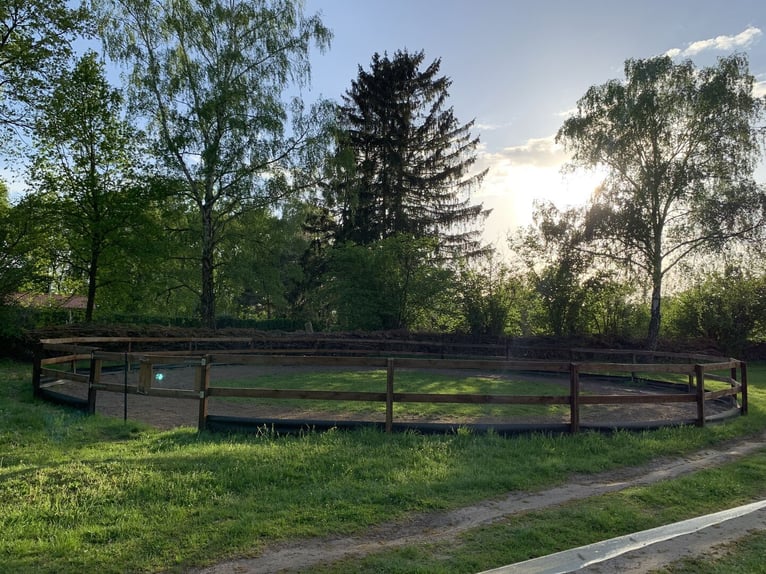 Plazas de paddock disponibles para yeguas en Bernau