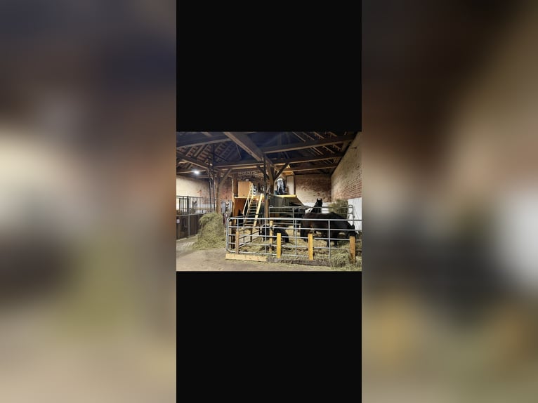 ¡Plazas disponibles para caballos – ¡Bienvenidos los alojamientos!