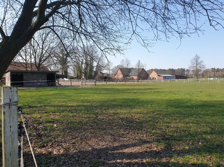 Privater Selbstversorger-Offenstall - Platz für 2 Wallach frei
