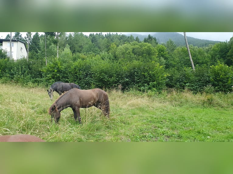 Puesto de aposentamiento para yeguas en Semmering
