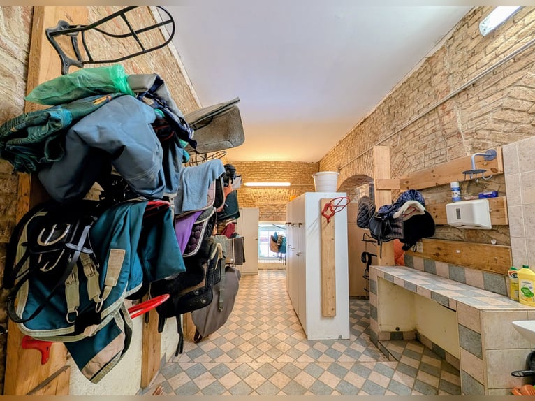 Puesto de estabulación con pista cubierta en la finca ecuestre Schloss Niederabsdorf (distrito GF)