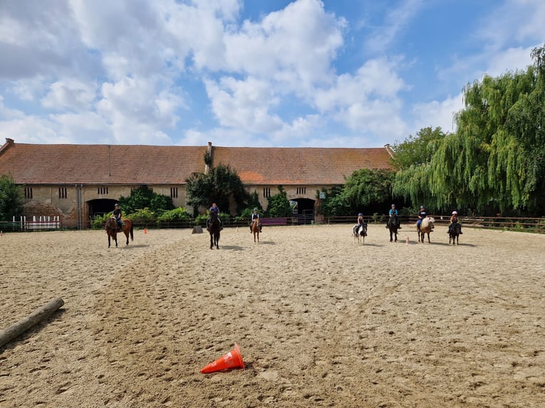 Puesto de estabulación con pista cubierta en la finca ecuestre Schloss Niederabsdorf (distrito GF)