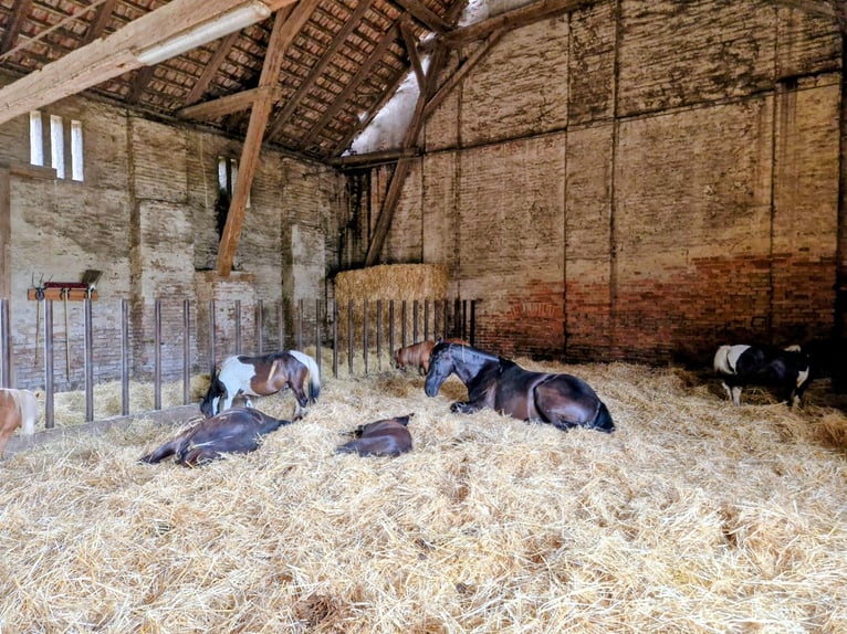 Puesto de estabulación con pista cubierta en la finca ecuestre Schloss Niederabsdorf (distrito GF)