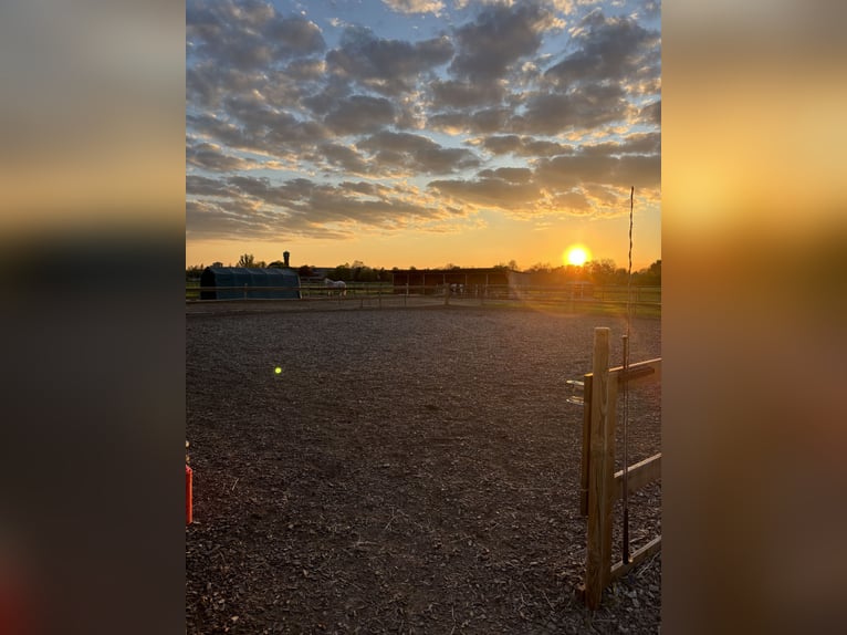 Puesto de estabulación en paddock abierto