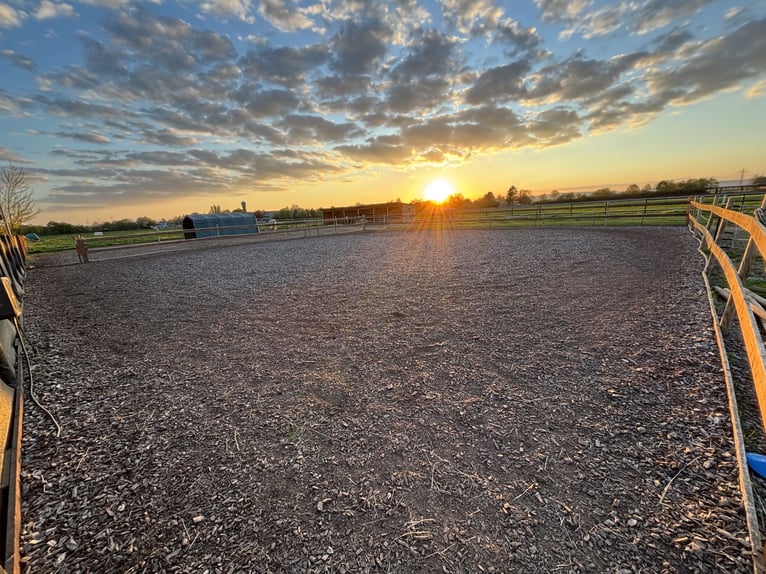 Puesto de estabulación en paddock abierto