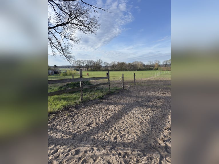 Puesto de paddock abierto para 1-2 yeguas