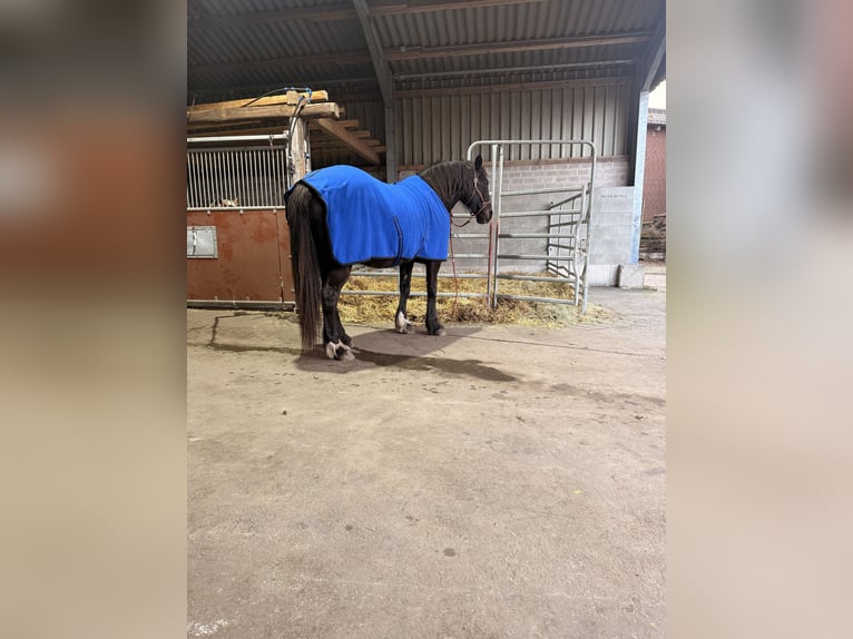 Puesto de paddock abierto para 1-2 yeguas