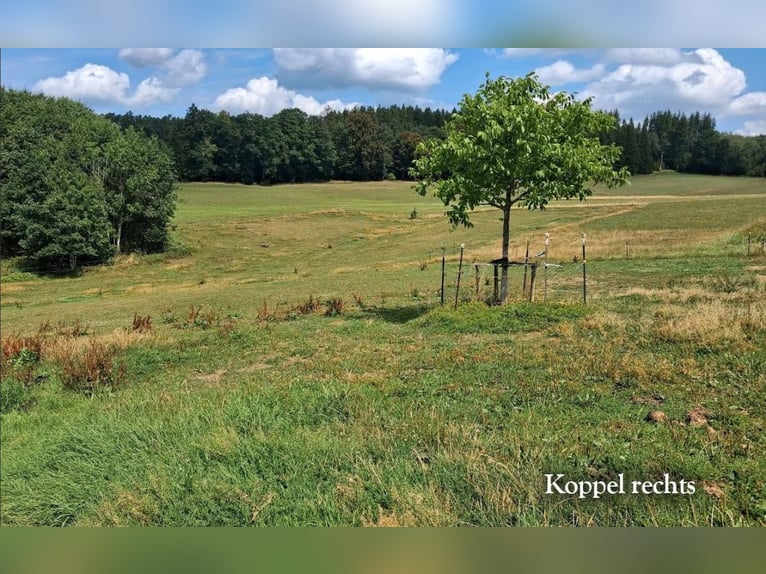 Puesto de paddock libre para caballo grande - caballo castrado