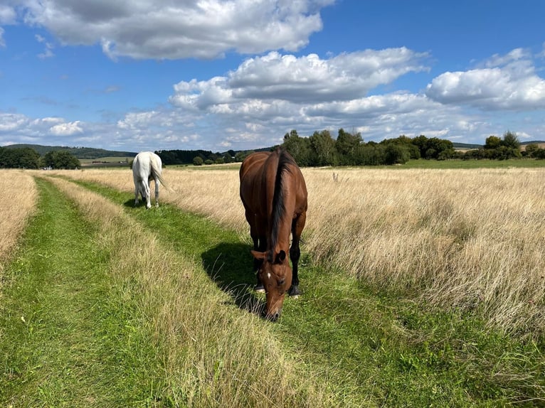 Puesto de paddock libre para yegua