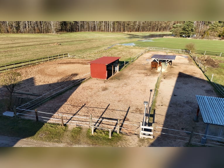 Puesto en establo abierto para yegua o caballo gelding en Nürnberg